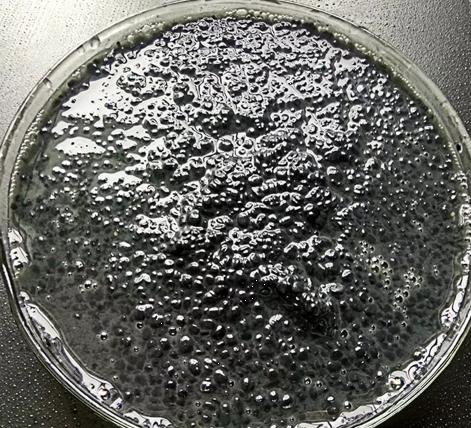 Activated sludge microorganisms live in the sludge